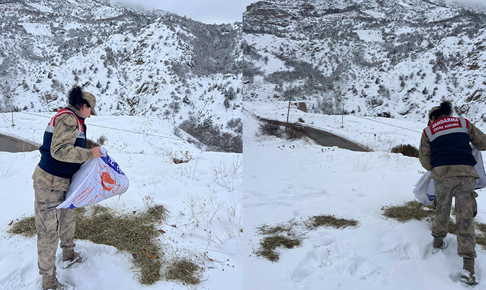 Jandarma yaban hayvanları geçiş güzergahına yem bıraktı