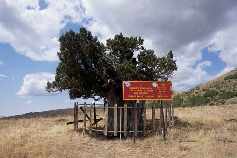 740 Yıldır Dimdik Ayakta: Kirani Evliya Ardıcı