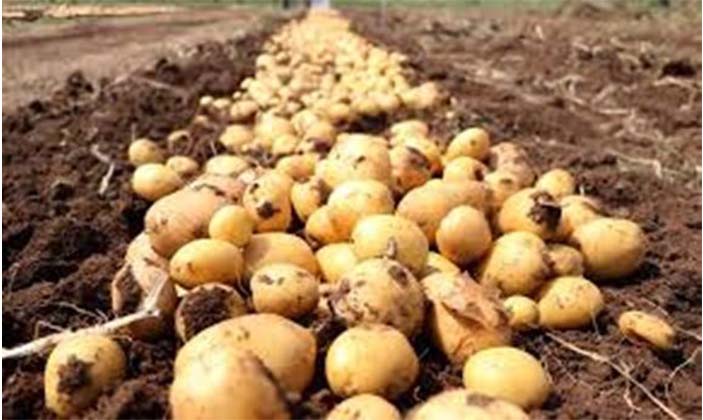 Verimli Patates Nasıl Alınır? Gümüşhane’de Başköşede!