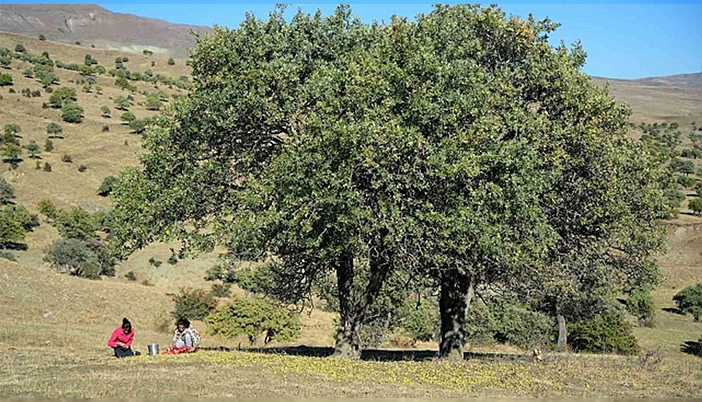 Ahlat Ağacı Anadolu’nun Sessiz Tanığıdır: Kesmeyin, Korumaya Alın