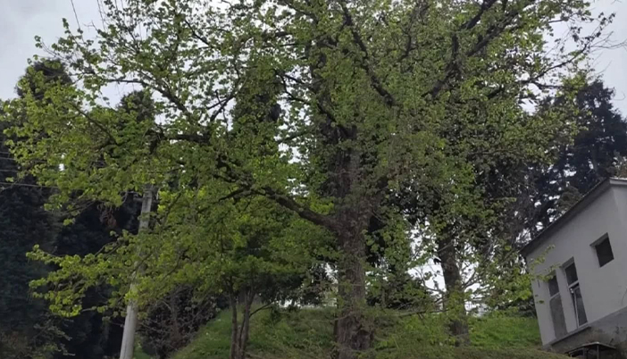 Giresun’da 84 Yaşında, 25 Metre Boyunda: Dünyanın En Uzun Fındık Ağacı