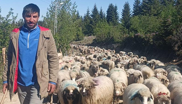 Karadeniz’de Yayla Sezonu Başladı: Göç Yolculuğu Mayıs’ta Başladı