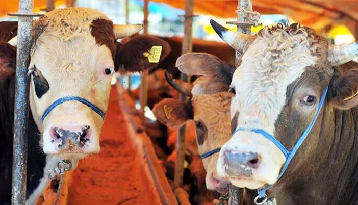 Sağlıklı Kurbanlık İçin Dikkat Edilmesi Gerekenler Açıklandı
