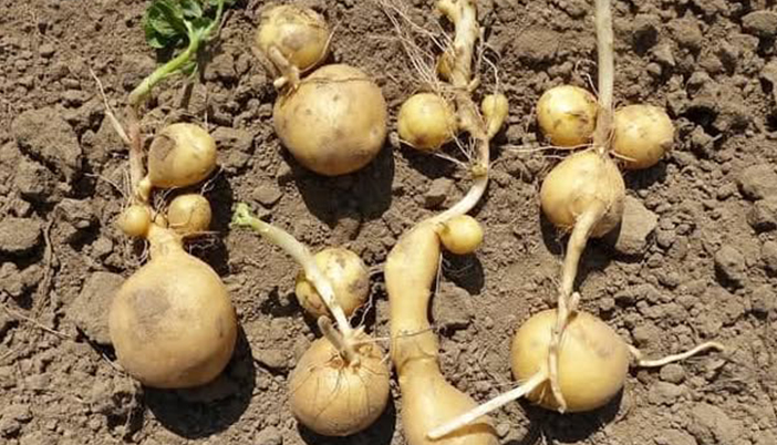Sıcaklar Patates Üretimini Tehdit Ediyor: Üreticilere Kritik Uyarılar