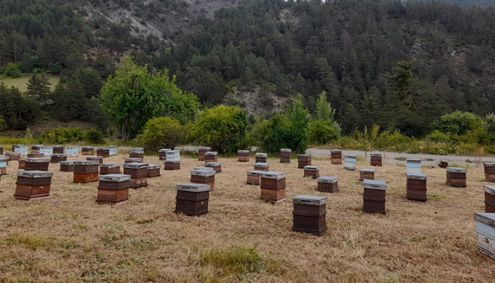 Yanan Ormanlar Gümüşhane Arıcılığını Olumsuz Etkileyecek