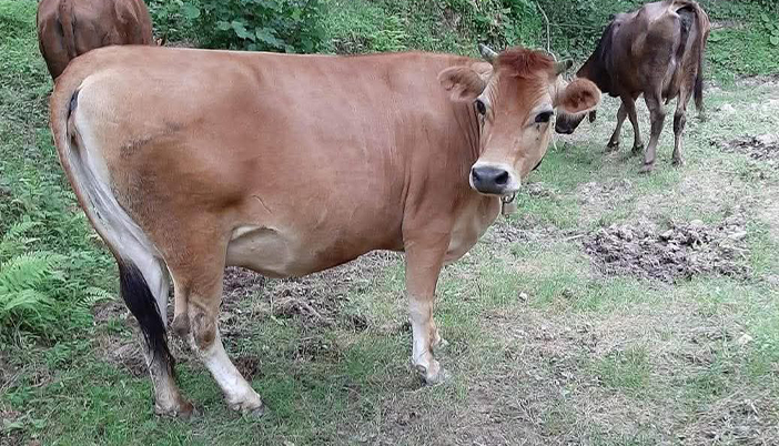 Kırmızı Et Pahalı, Hayvancılık Bitmek Üzere, Üretici İsyanda