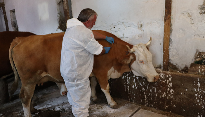  Gümüşhane’de Şap Hastalığına Karşı Aşılama Çalışmaları Devam Ediyor