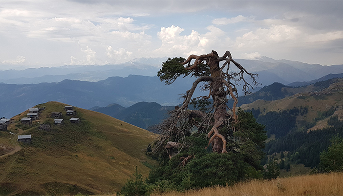 Dünyanın En Büyük Sarıçamı Artvin’de Keşfedildi