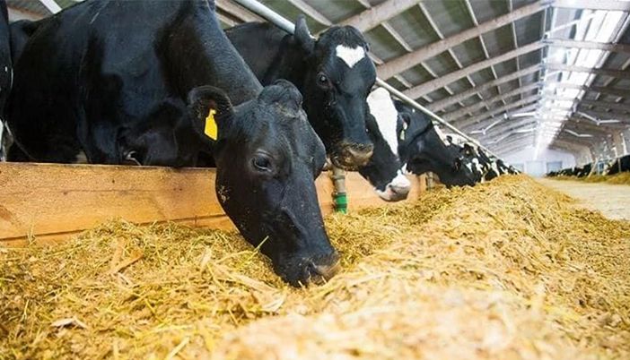  Yem, Saman ve Besilik Dana Fiyatı Arttı, Gübre Fiyatı Sabit Kaldı
