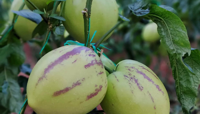 Pepino’nun Bilinmeyen Faydaları