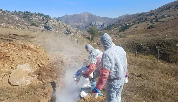 Kürtün Söğüteli Köyü’nde Şap Hastalığı Şüphesi: 6 Köy Gözetim Altında
