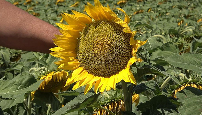 Ayçiçek Yağı Fabrikası Kelkit İçin Olmazsa Olmaz Haline Geldi