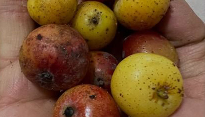 Üvezin Şifa Dolu Faydaları Saymakla Bitmiyor