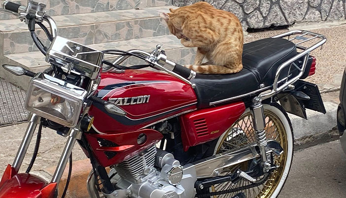 Güzel Havanın Tadını Çıkartan Kedi Motosiklet Selesini Seçti