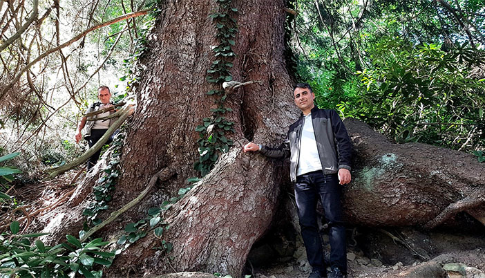 En Büyük Doğu Ladini Artvin’de Tespit Edildi