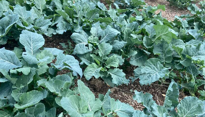 Lezzet Küpü Lahanalar Yüzünü Gösterdi