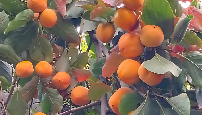 Trabzon Hurması Gümüşhane’de Alternatif Ürün Olabilir Mi?