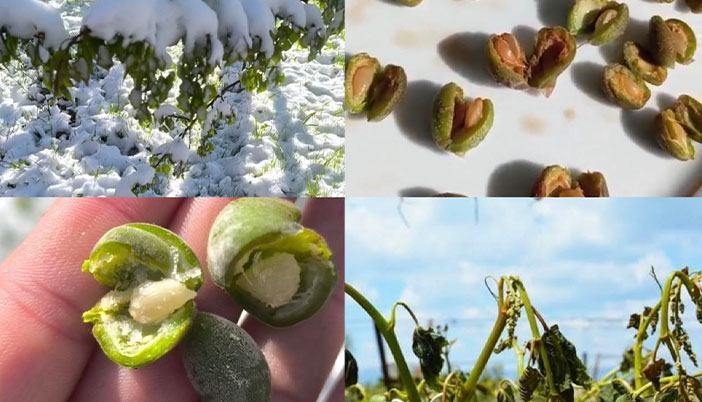 Zirai Don İçin Çiftçiye 6,5 Milyar Lira Destek Ödemesi Başladı