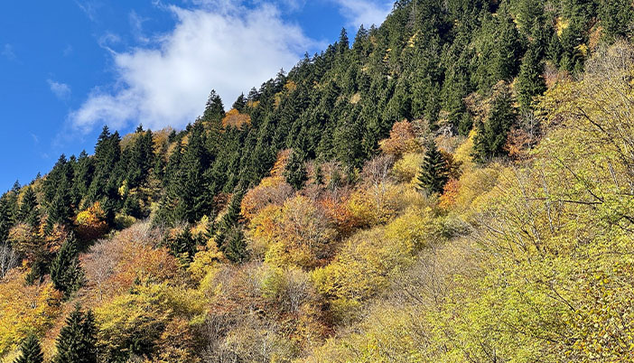 Gümüşhane-Trabzon Sınırından Sevgilerle: Yeşilin Binbir Tonu