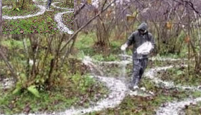 Fındık Bahçesine Kireç Nasıl Atılır? Ordulu Mühendis Uygulamalı Gösterdi