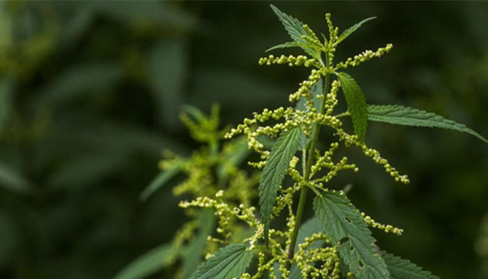 Karadeniz Bölgesinde En Çok Sevilen Şifalı Bitki: Isırgan Otu