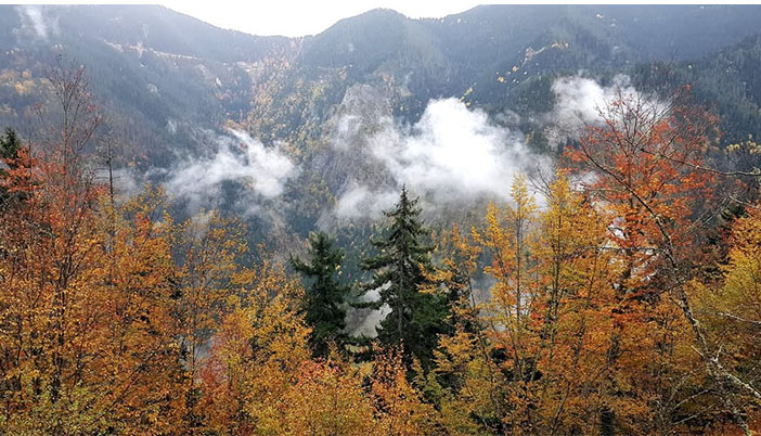 Sis Ormanları: Karadeniz’in Nefes Kaynağı