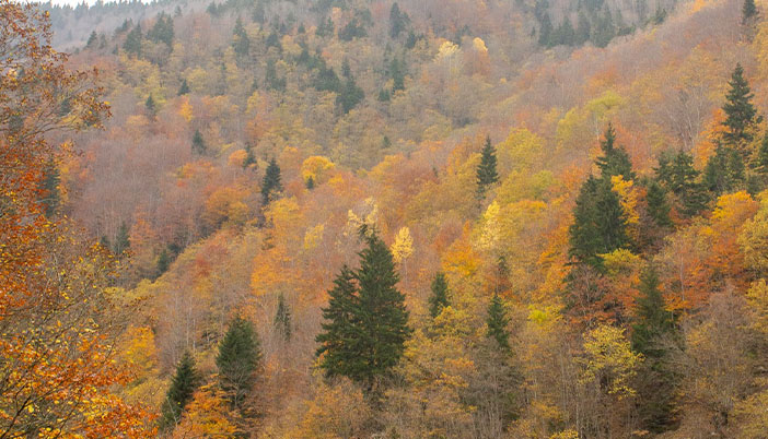 Örümcek Ormanlarının Dayanılmaz Güzelliği