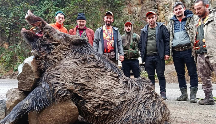Araklı’da Avcıların Yakaladığı Dev Domuz Şaşkınlık Yarattı