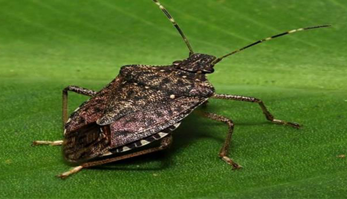 Kokarca ile Mücadele Kışlak Alanlarda da Devam Ediyor