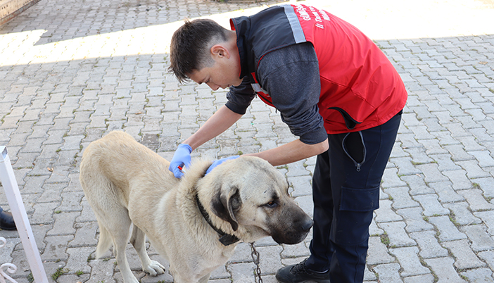 Kedi ve Köpek Sahiplerine Hatırlatma: Dijital Kimlik İçin Son Tarih Yaklaşıyor