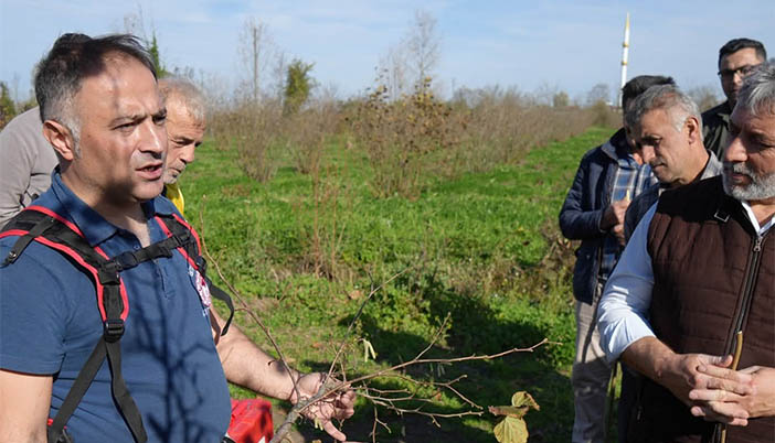 Doğru Budama Fındıkta Verimi Katlıyor: 500 m² Bahçe, 10 Dönümü Solluyor