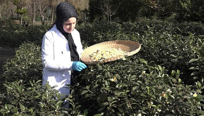 Doğu Karadeniz’de Yeni Bir Ürün: Çay Çiçeği Çayı 6 Bin TL’den Satılıyor