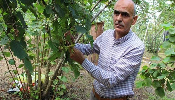 Fındık Üreticilerinin Hayalleri Suya Düştü