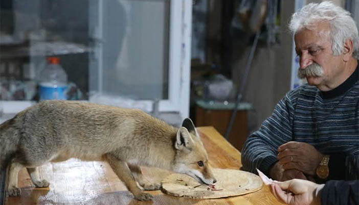 Aşur Koçak Tilkilerle Dost Oldu: “Aşığız Onlara, Onlar da Bizi Bırakmıyor”