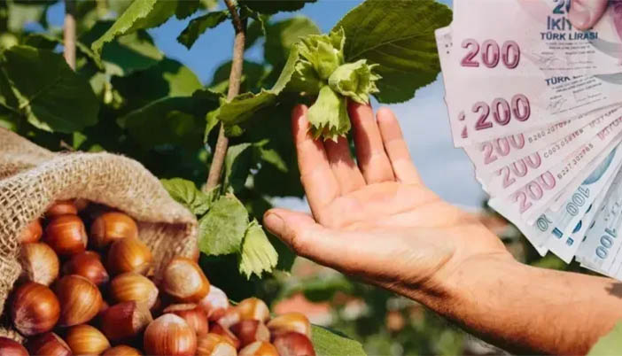 Fındık Fiyatı Düştüğü Yerden Kalkamıyor