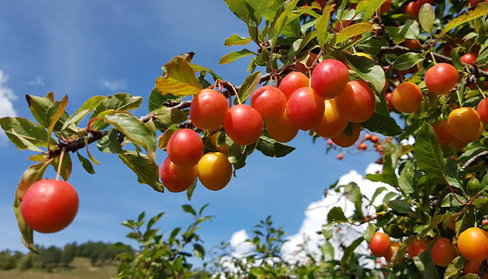 Gıdalarımız Ne Kadar Doğal? Modern Tarımda Kaybolan Doğallık Tartışılıyor