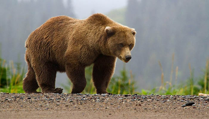 Ayılar Sürmene Merkez'e İndi: Halk Tedirgin