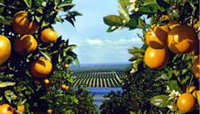 Bölgede Narenciye Hasadı Başladı: Perşembe İlçesi Üretimde Öne Çıkıyor