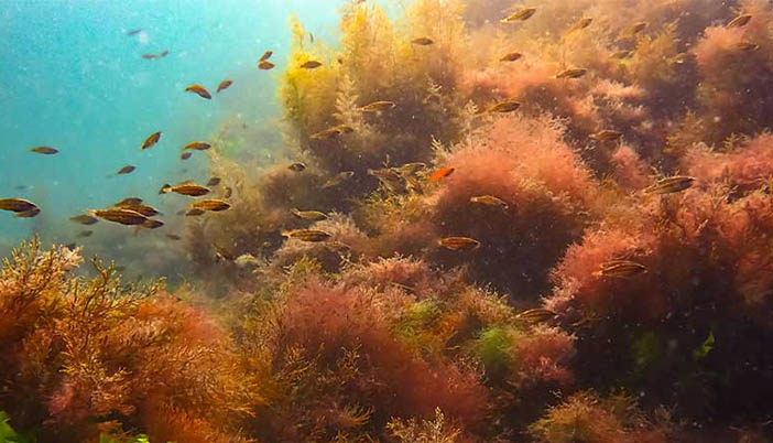 Karadeniz’in Derinliklerinde Giresun Başarısı Öne Çıktı