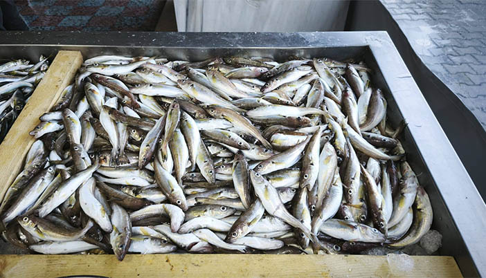 Görele’de Balık Fiyatları Cep Yakıyor: En Ucuz Balık Hamsi