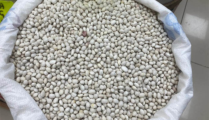 Kelkit Beyaz Fasulyesi İzmir Pazarında Yoğun İlgi Görüyor