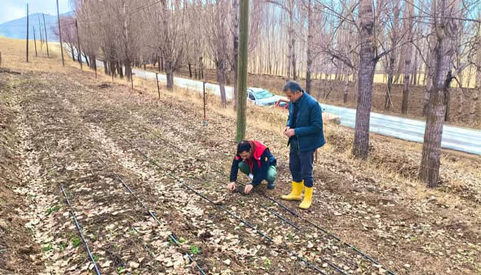 Bayburt’ta Salep Üretimi Bölge İklimine Uyum Sağladı