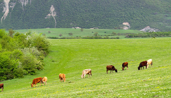 Hayvancılığı Ayağa Kaldıracak Proje: Or-Köy İçin Kapsam Genişletilsin Talebi