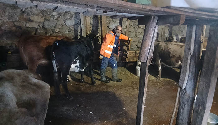 Mal Canın Yongasıdır: Torul’da Bir Köylünün Hayvan Sevdası