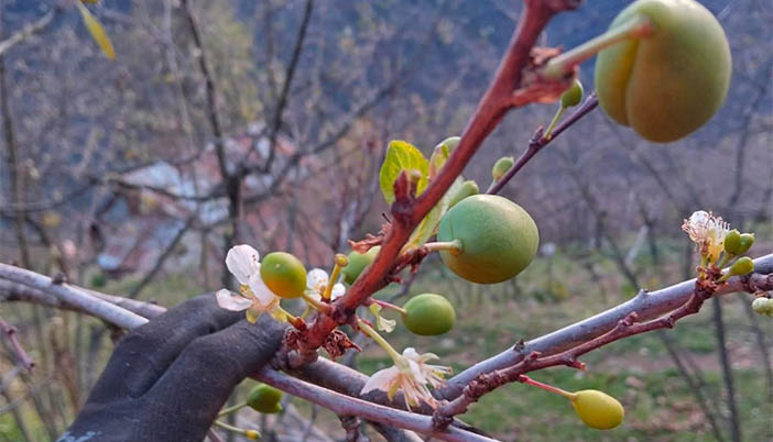 Aralıkta Erik Meyve Verdi, Kayısı Çiçek Açtı! Gümüşhane’de Mevsimler Şaştı
