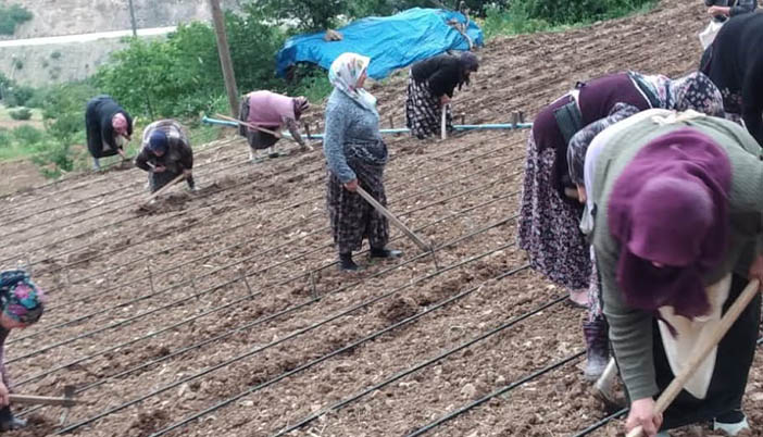 Köylülerin Unuttuğu Gelenek: İmece