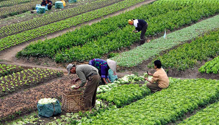 Organik Tarım Unutuldu Mu? Prof. Aksakal Yanıtladı