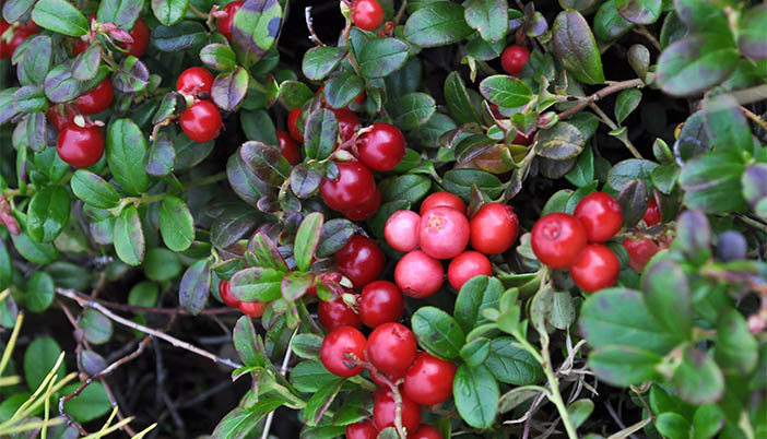 Karadeniz’deki Alternatif Tarım Arayışı Gümüşhane’ye Taşınmalı