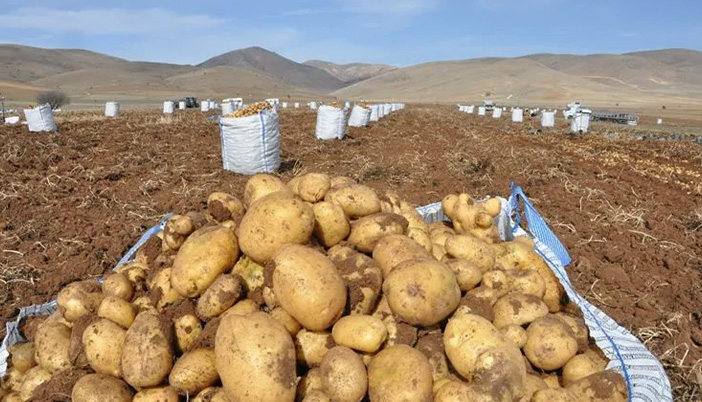Köse’de Patates Ekim Yasağı Var Mı? Ziraat Odası Başkanı Yanıtladı