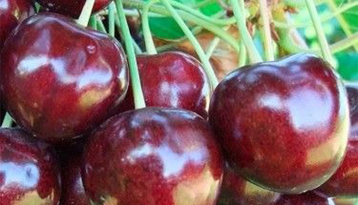 Torul’da Kiraz Bahçesi Proje Başvuruları Devam Ediyor